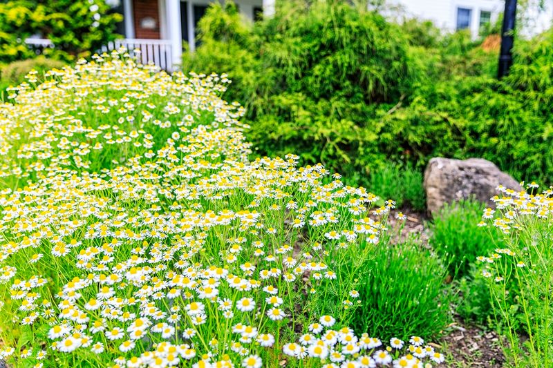 Virtually No Mowing Required