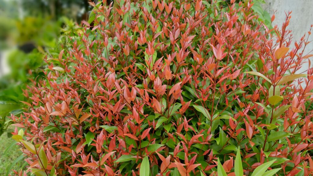 heavenly bamboo