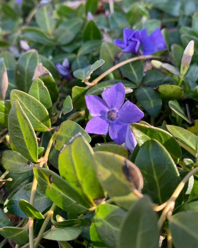 Periwinkle's Creeping Takeover