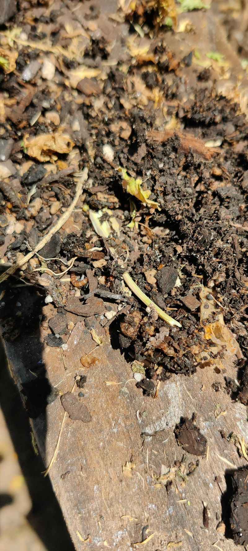 Waterlogged Soil