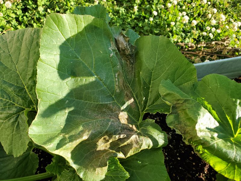 Frost Sensitivity Challenges