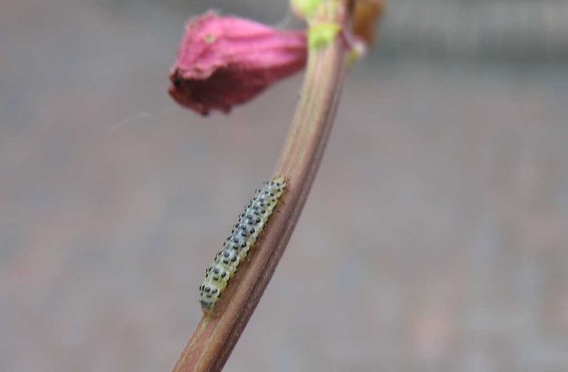 Pest Damage to Stems