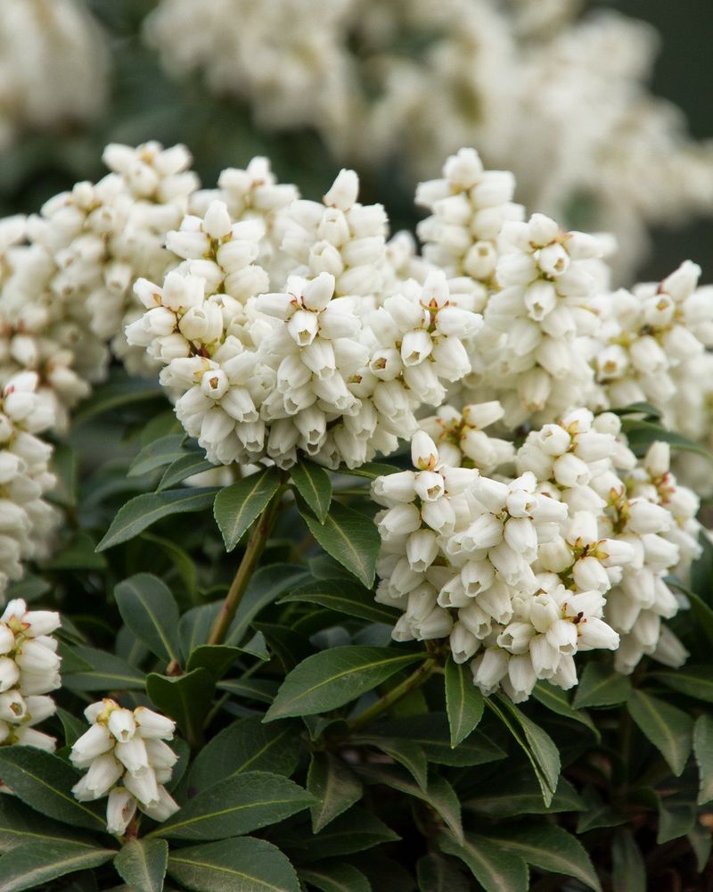 Pieris Japonica ‘Mountain Fire’