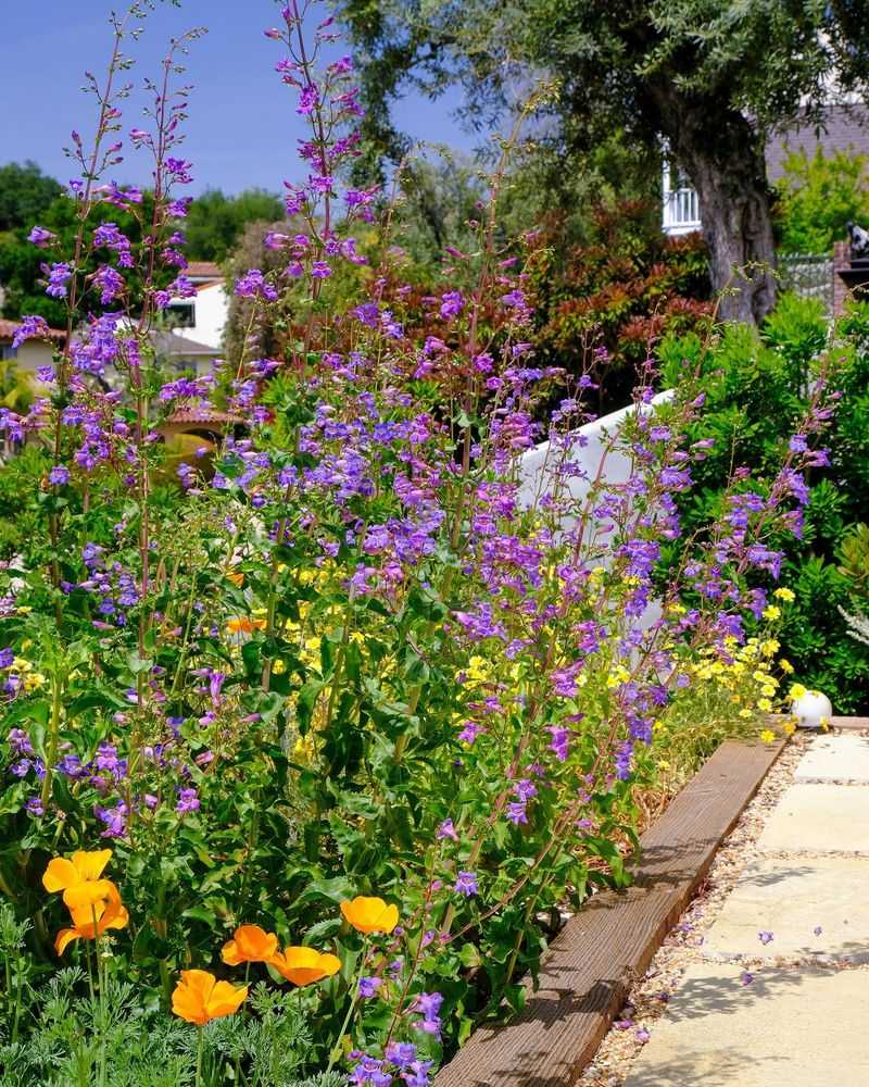 Penstemon: Tubular Flowers for Specialized Pollinators