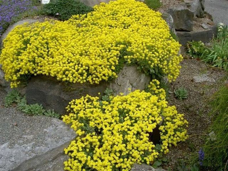 Basket-of-Gold (Aurinia)