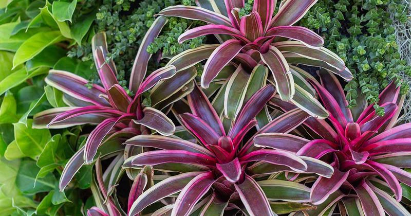 Bromeliad