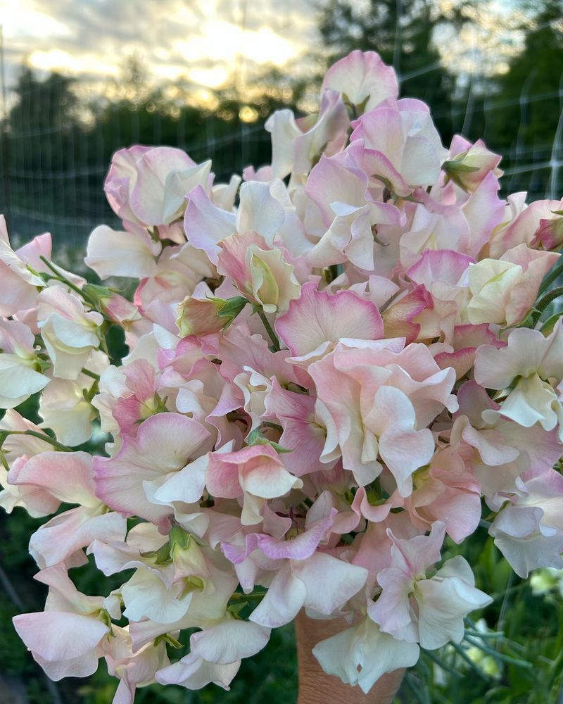 Sweet Peas