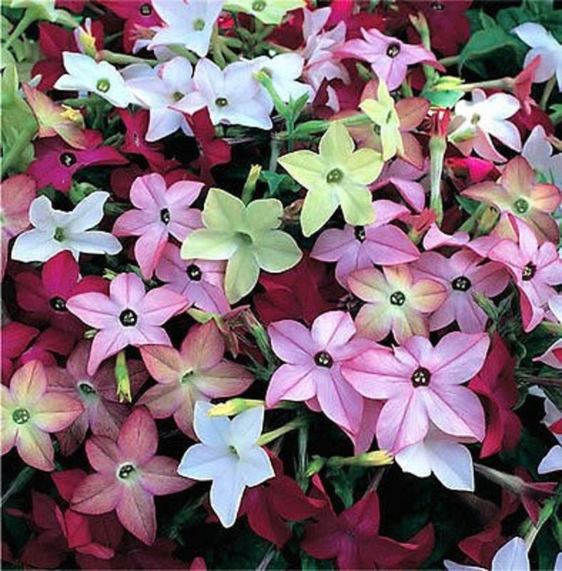 Nicotiana (Nicotiana alata)