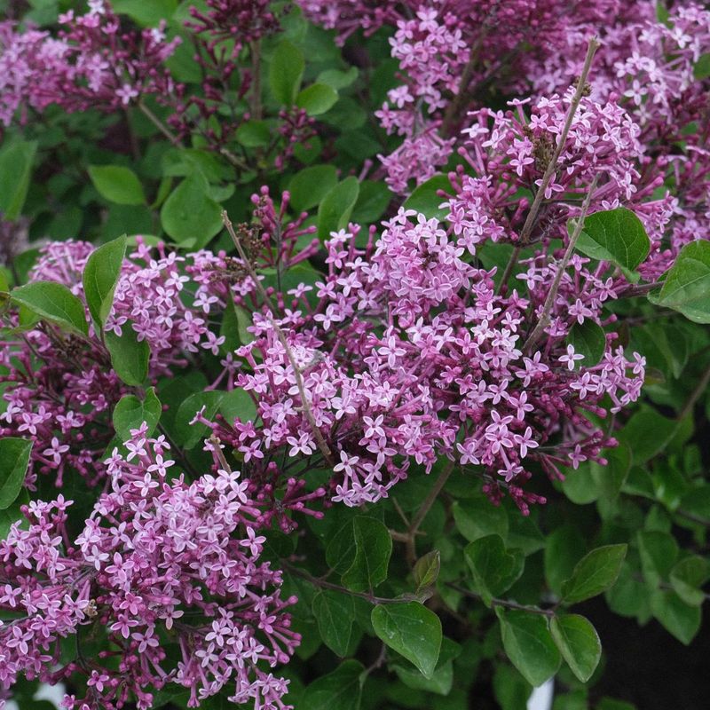 Lilac: Spring's Fragrant Farewell