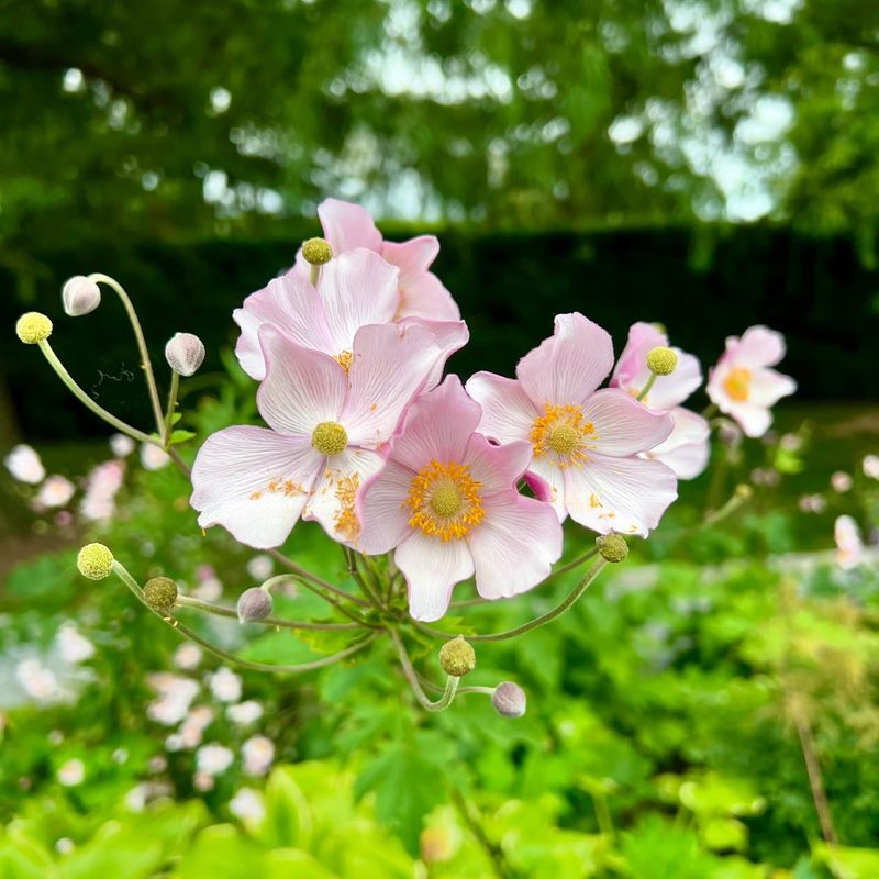 Japanese Anemone – The Late-Season Star