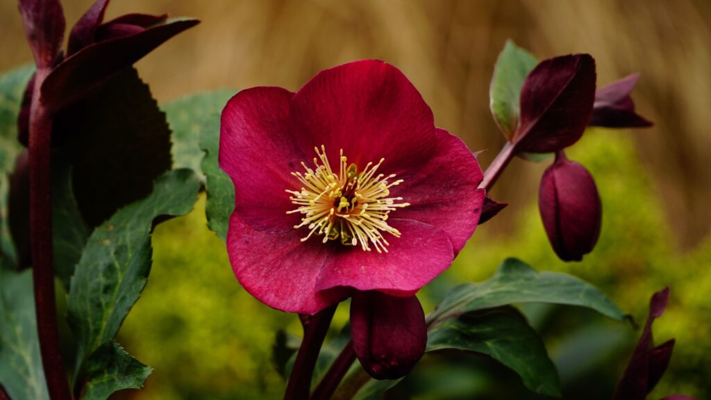 hellebore flower