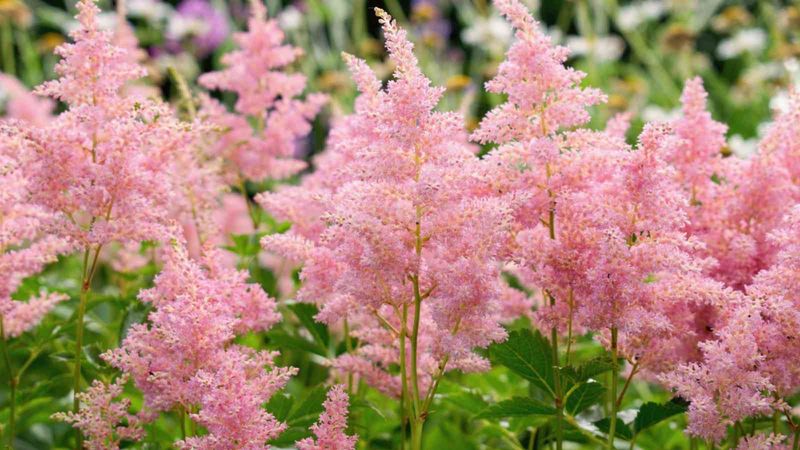 Astilbe