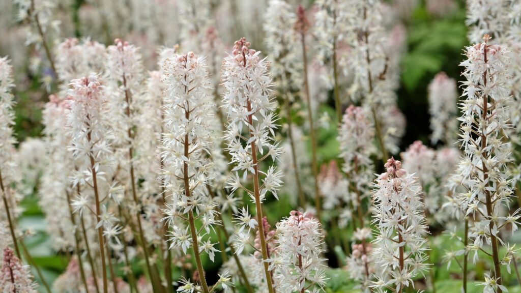 foamflower