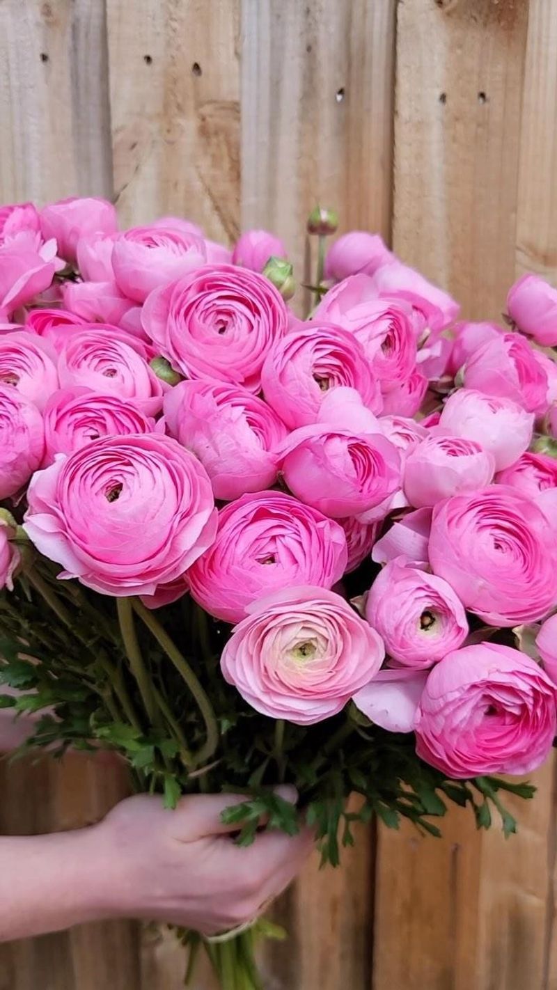 Ranunculus