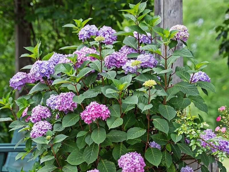 Hydrangeas