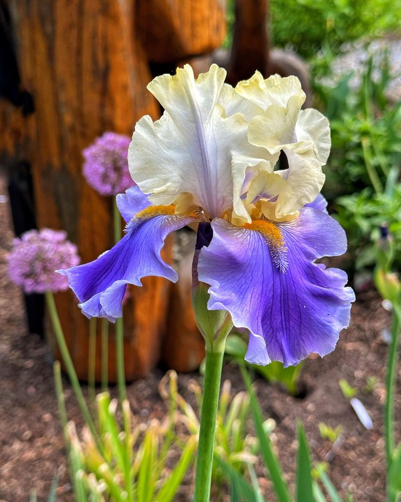 Bearded Iris