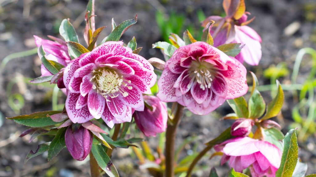 hellebores
