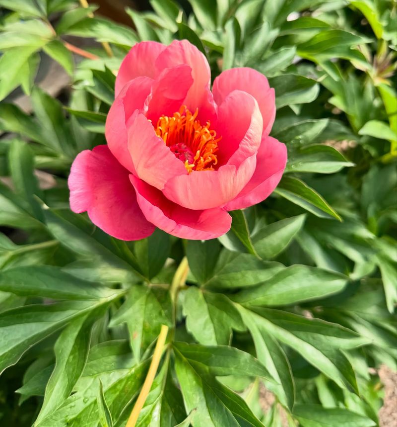 Peony: The Century-Long Bloomer