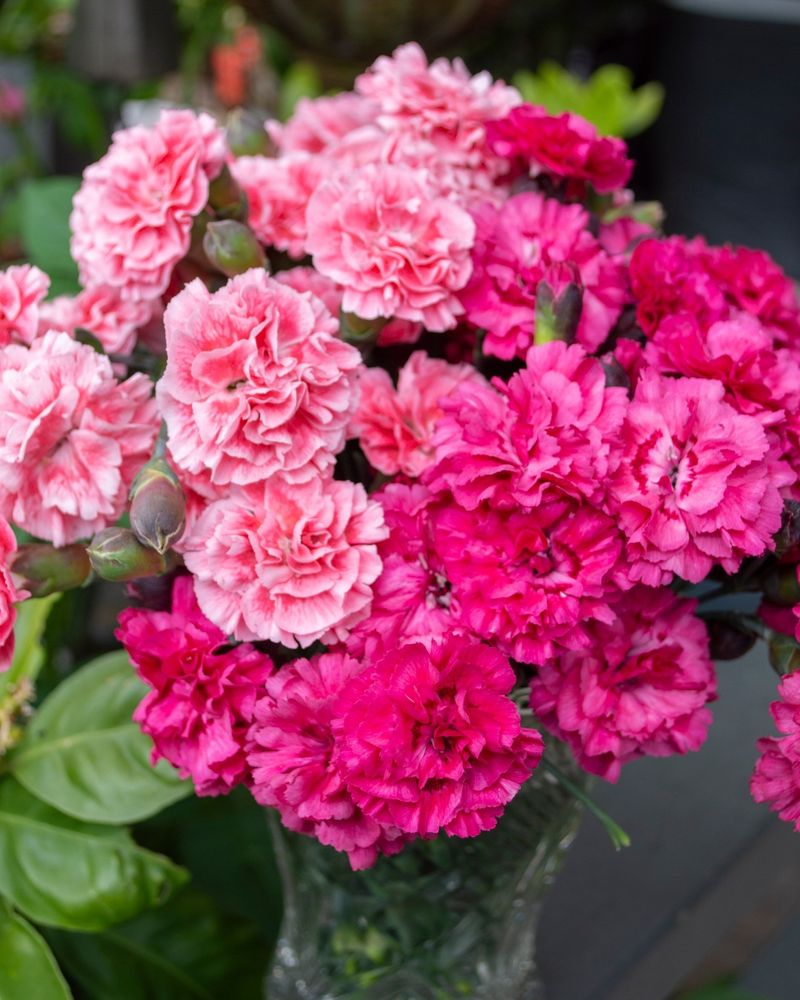 Dianthus - Sweet and Long-Lasting