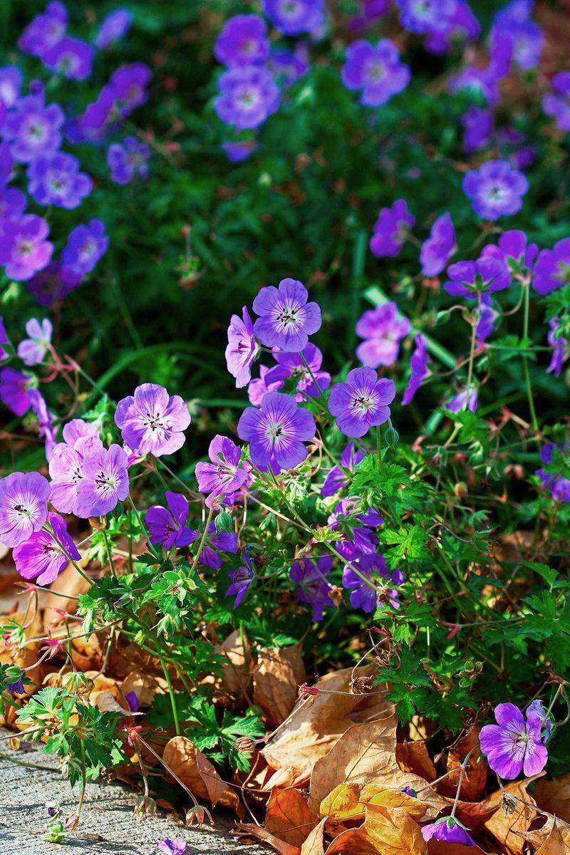 Hardy Geranium: Versatile Bloomers That Need Rejuvenation