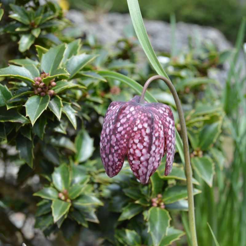 Fritillaria: Quirky Conversation Starters