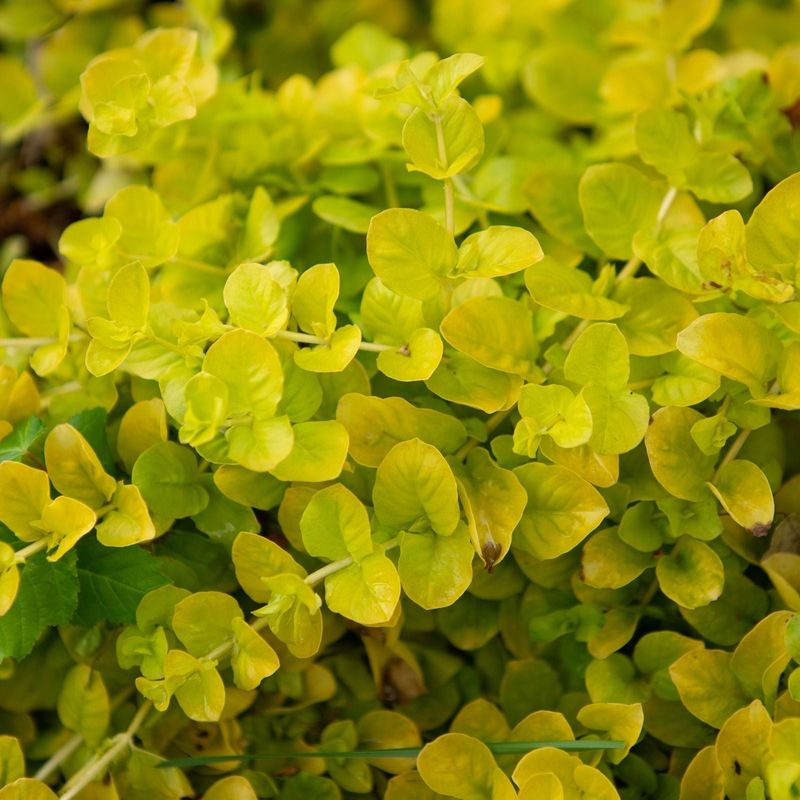 Creeping Jenny: Golden Waterfall