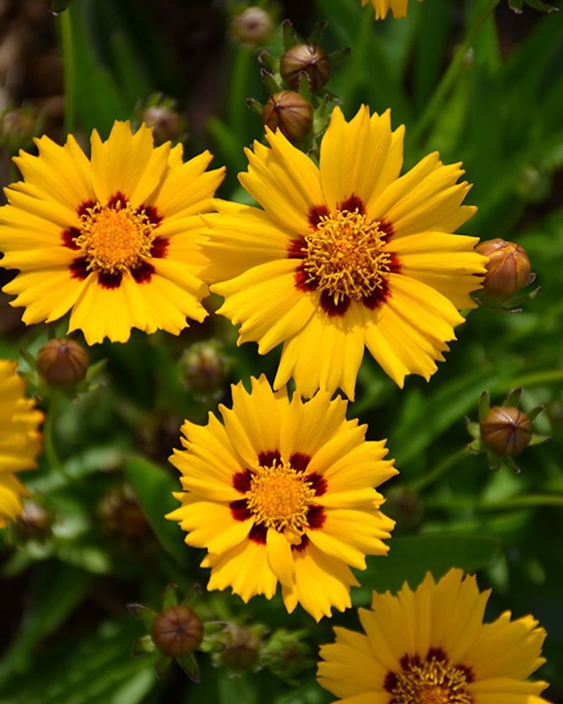 Coreopsis: Sunshine in Plant Form