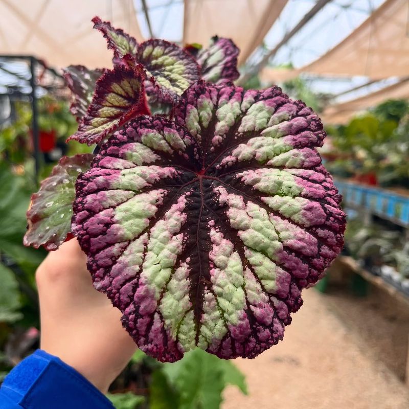 Begonias