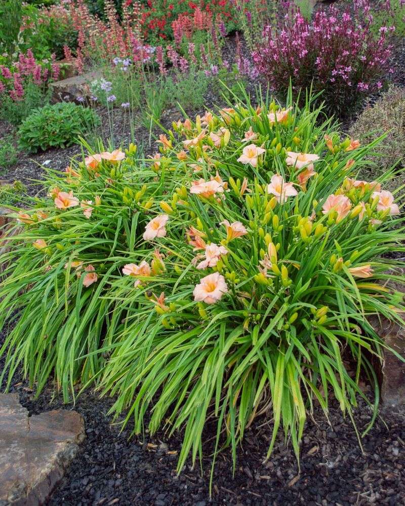 Hemerocallis (Daylily): Foolproof Garden Stars