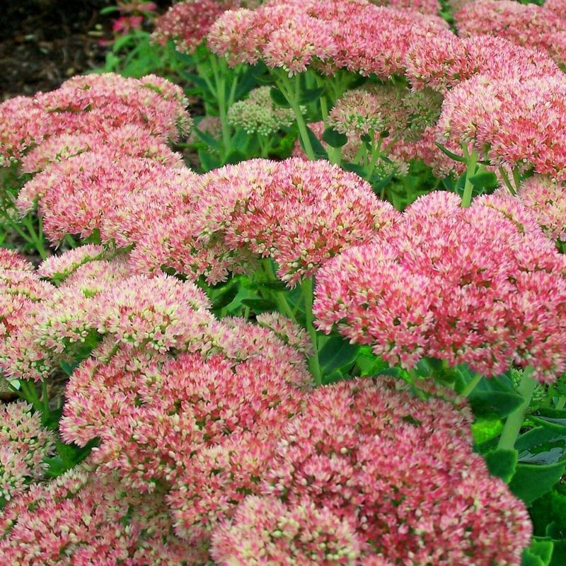Sedum 'Autumn Joy'