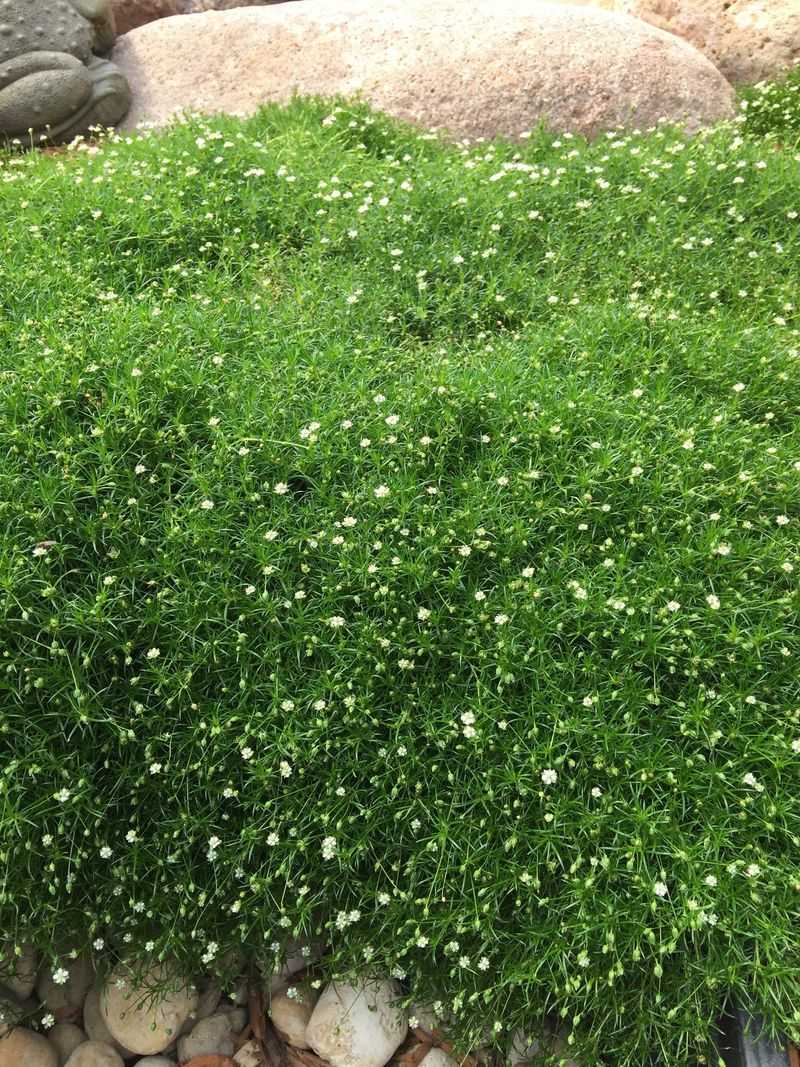 Irish Moss