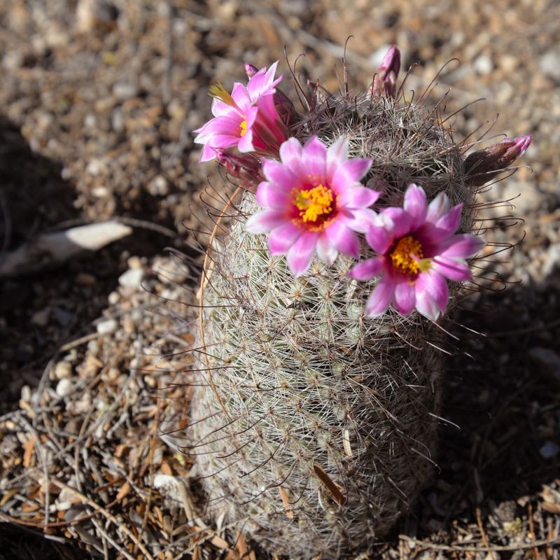 Pincushion Cactus