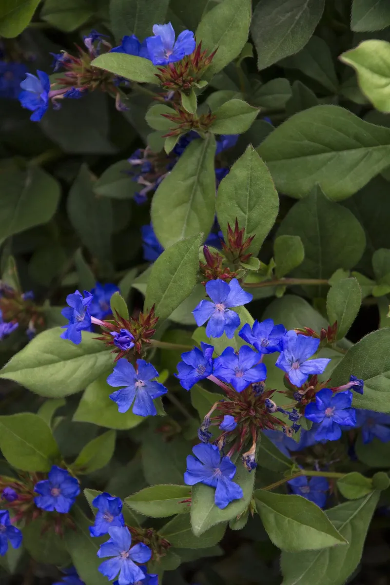 Dwarf Plumbago
