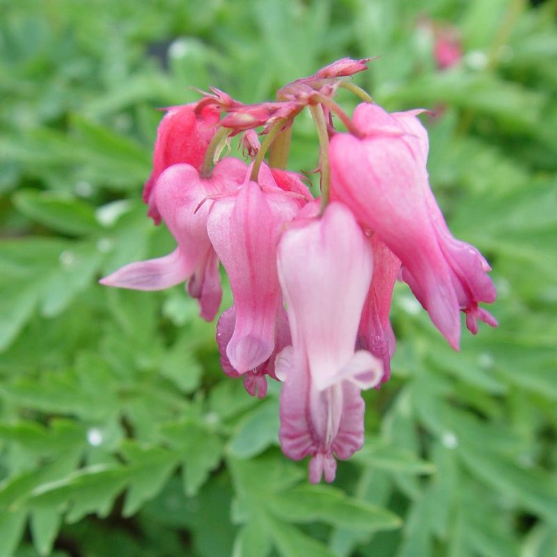 Fringed Bleeding Heart