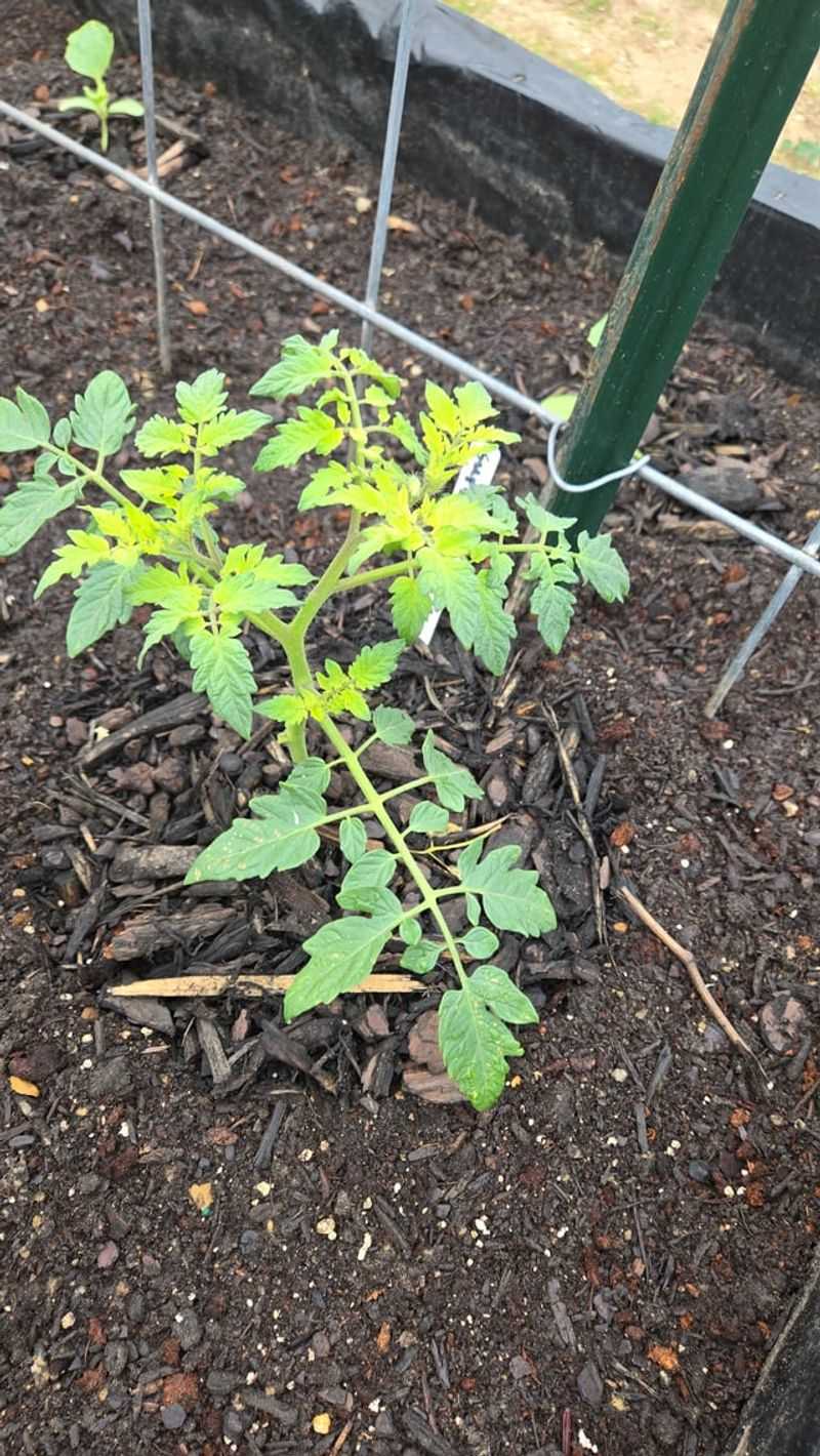 Soil pH Problems