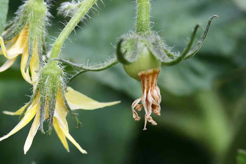 Insufficient Sunlight Weakens Plants