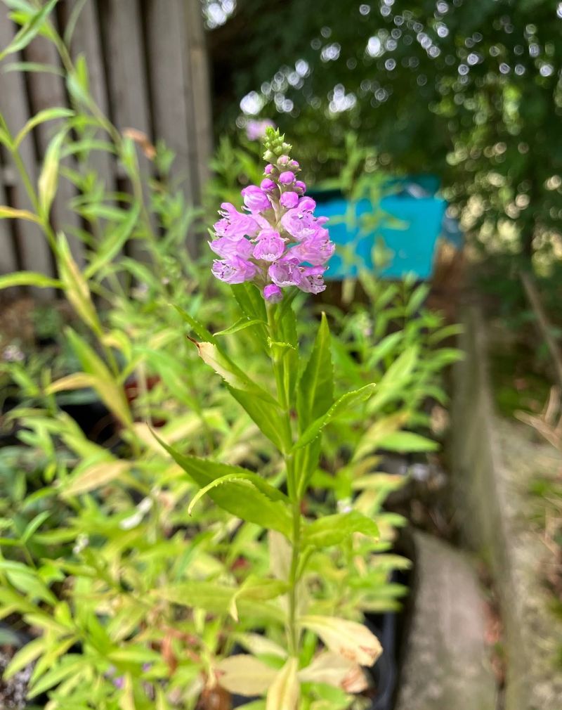 Non-Native Plants