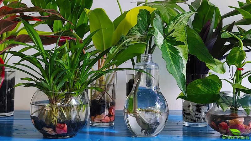 Peace Lily Sprouts