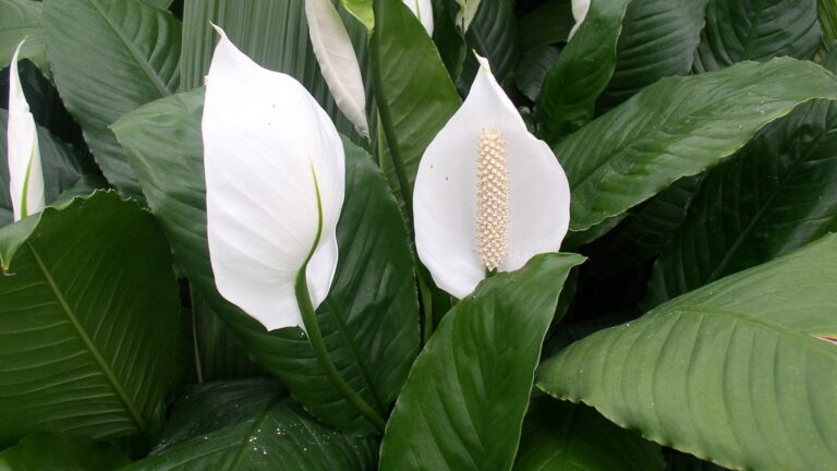 peace lily