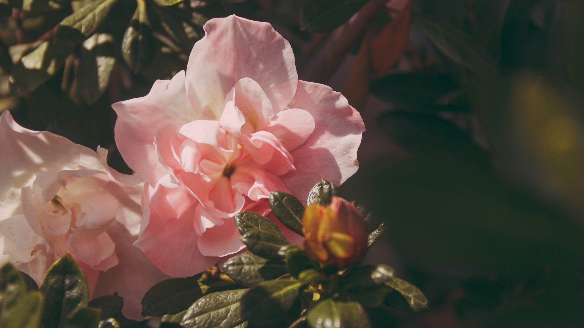 Here Are 15 Beautiful Plants To Grow Instead Of Peonies