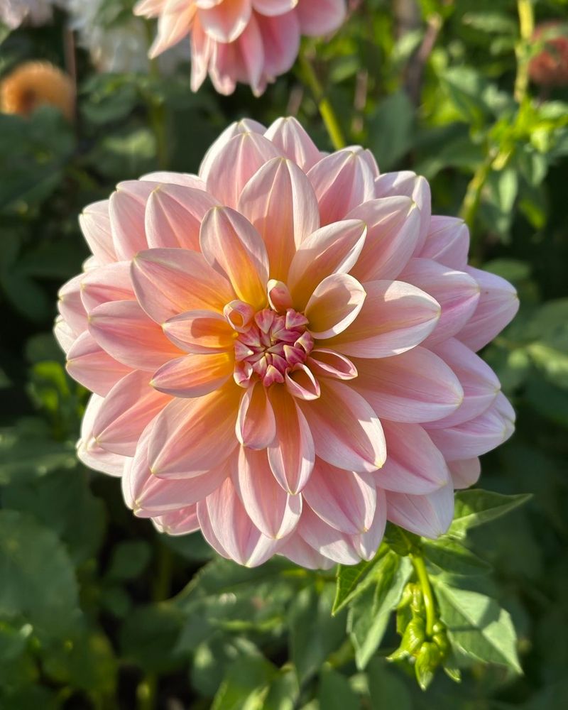 Luscious Dahlias