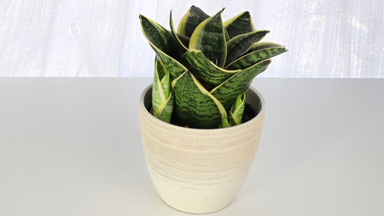 snake plant
