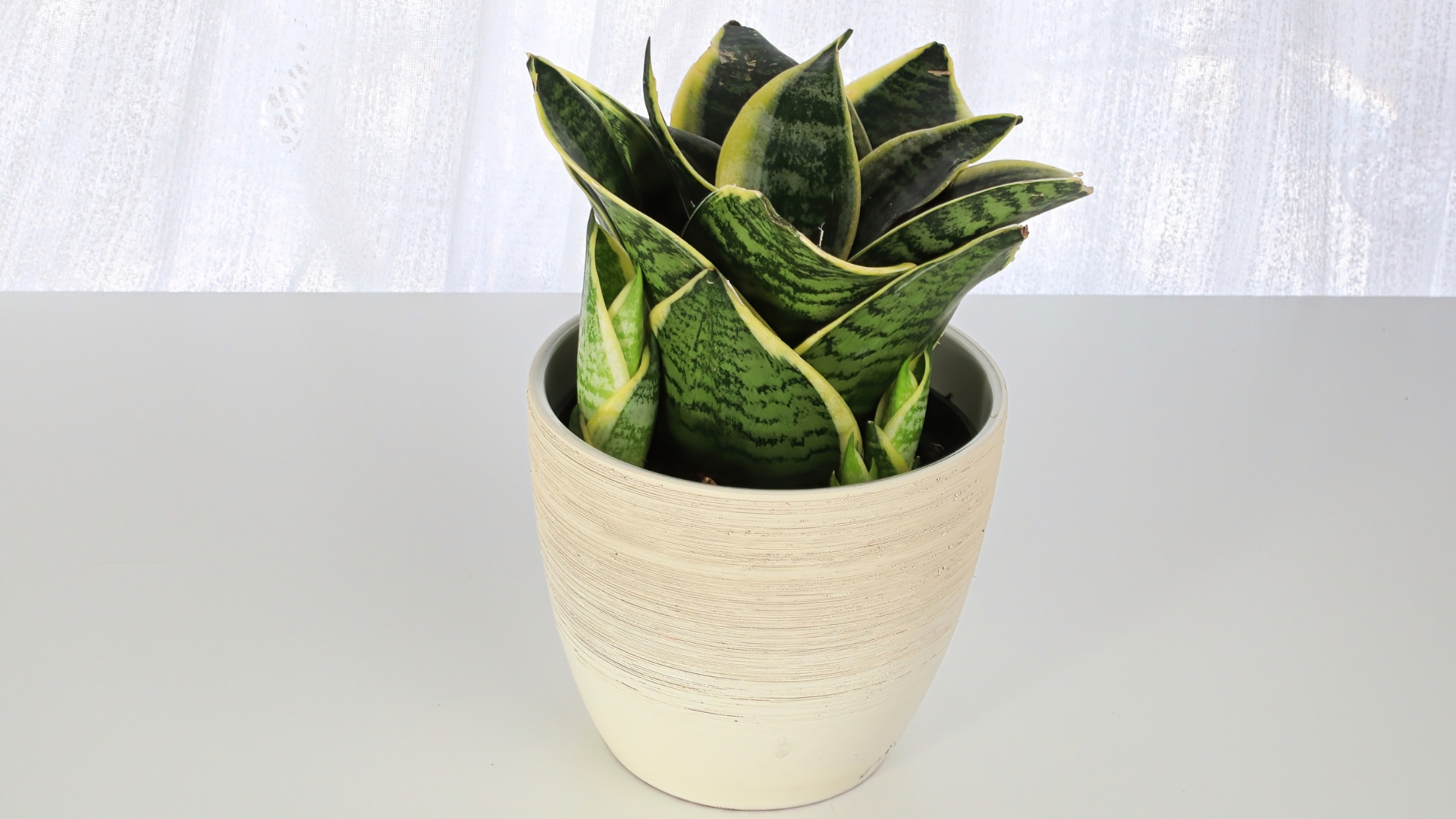 Here Are 16 Beautiful Plants To Grow Instead Of Snake Plants