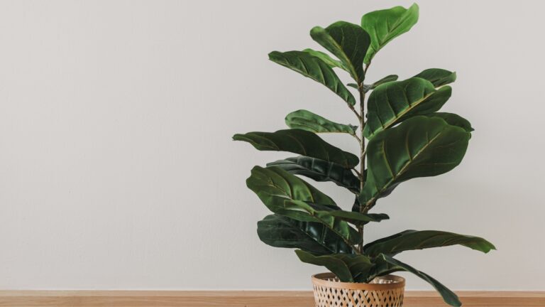 Fiddle Leaf Figs