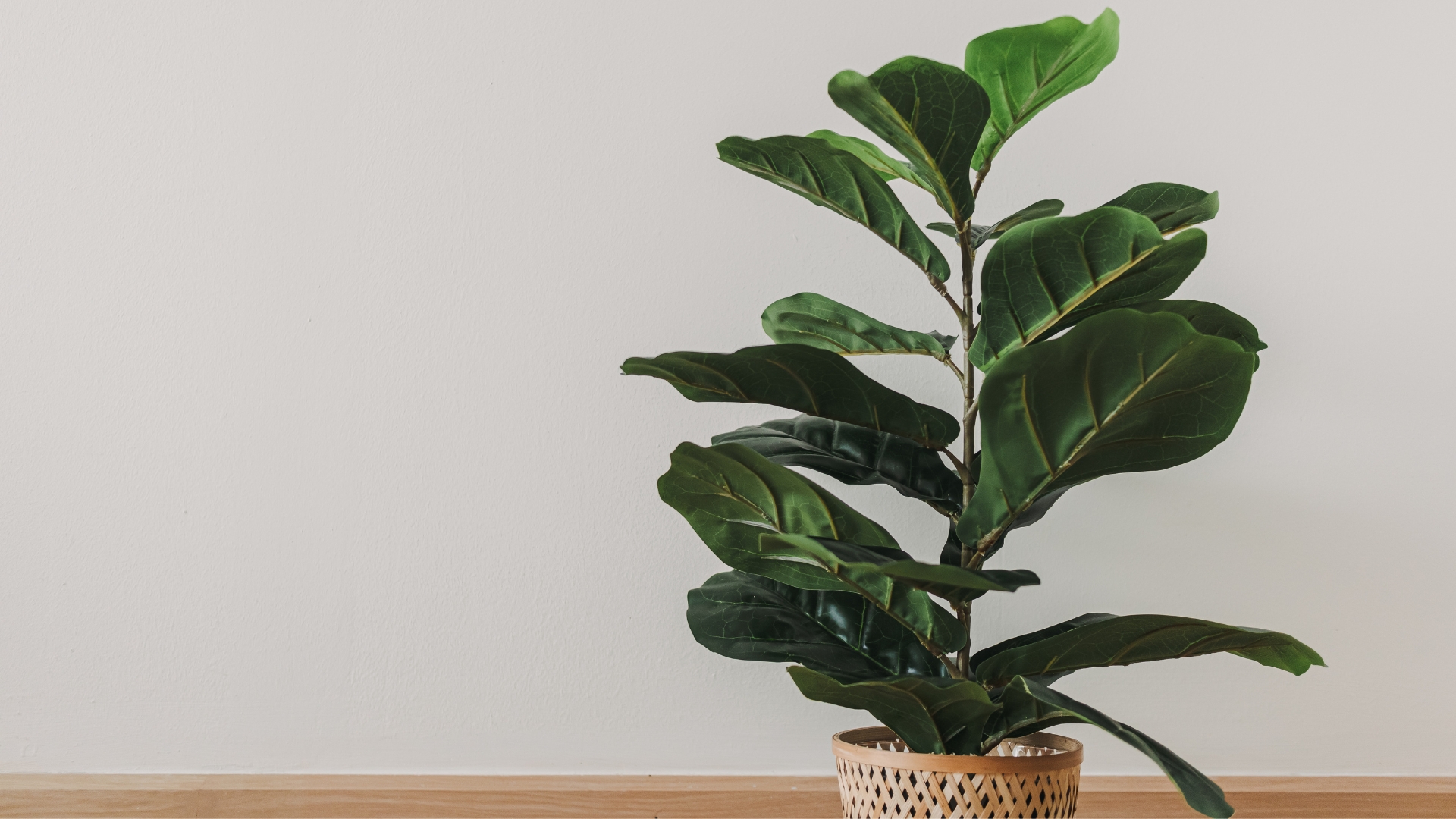 Here Are 17 Beautiful Plants To Grow Instead Of Fiddle Leaf Figs