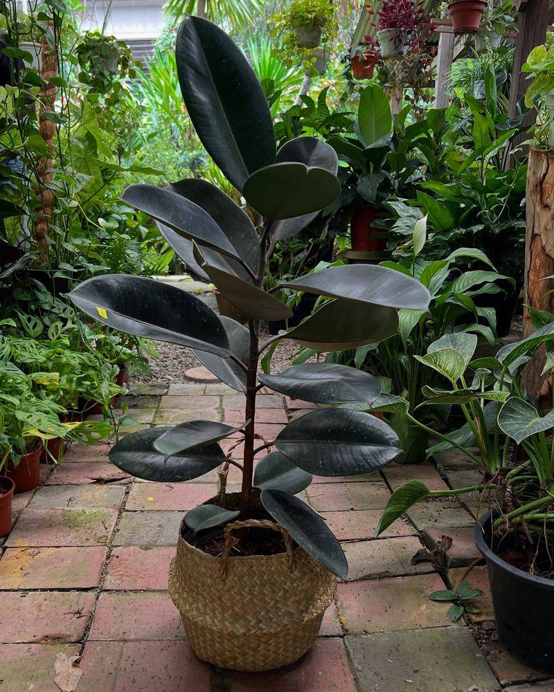 Rubber Plant