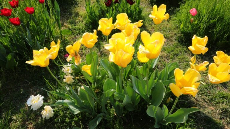 yellow tulips in the garden
