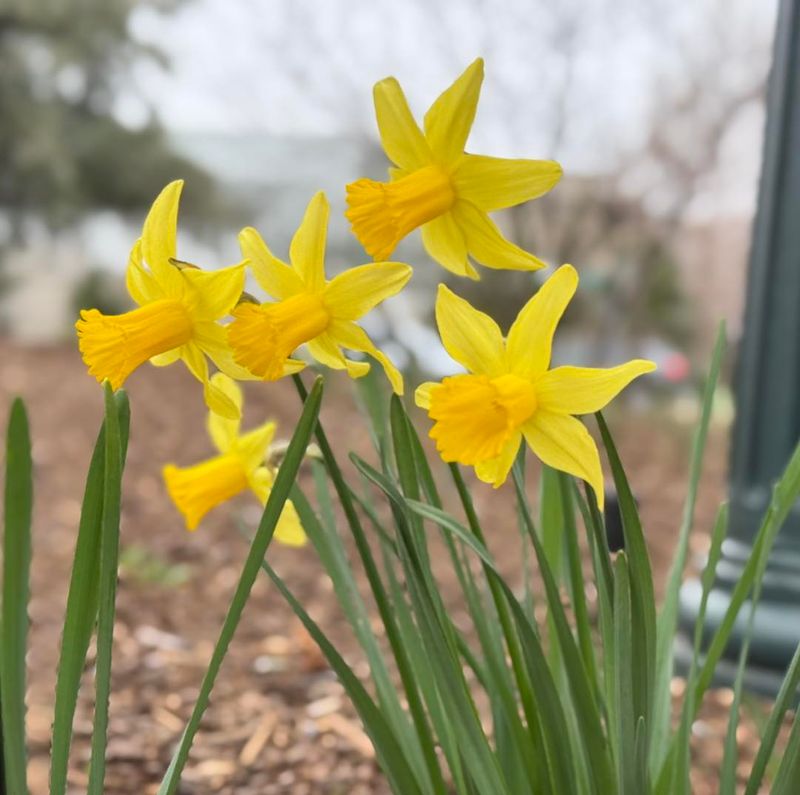 Daffodils: Cheerful Spring Messengers