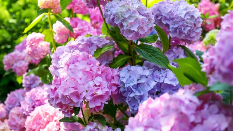 hydrangea in bloom
