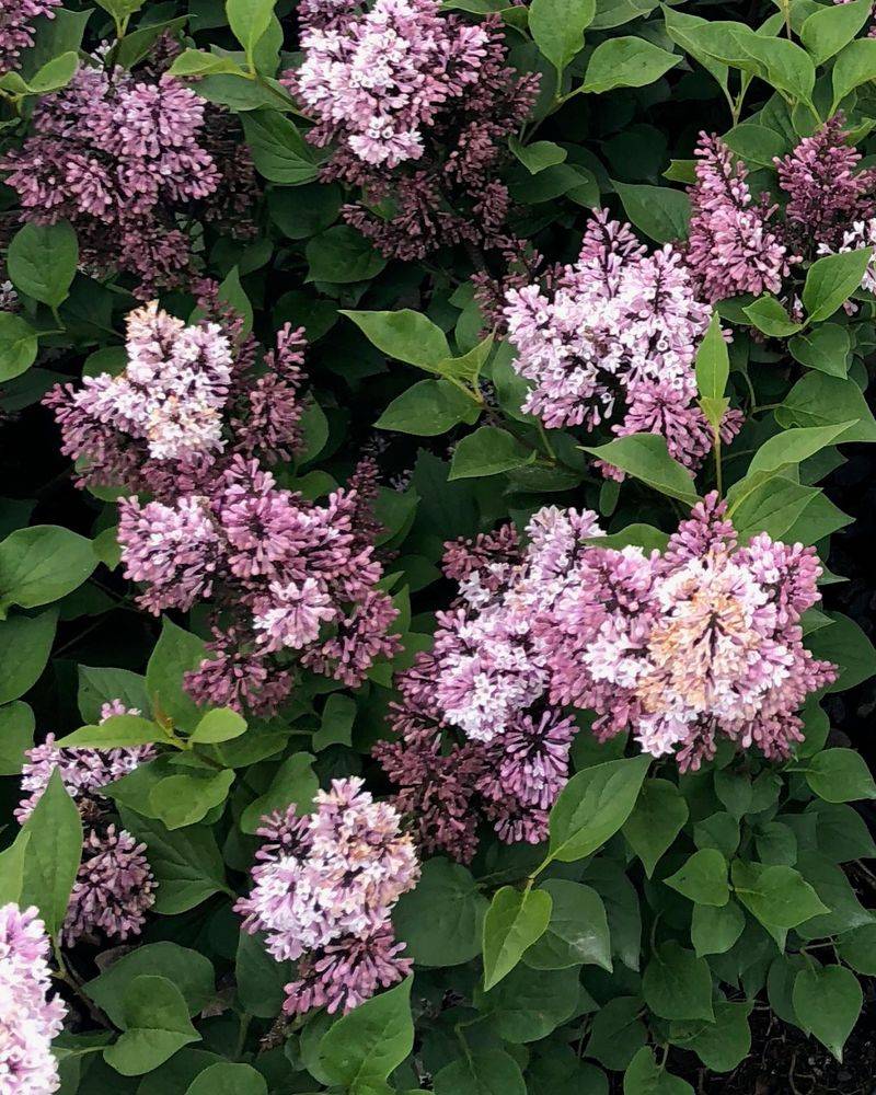 Lush Lilac Shrubs